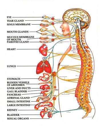 1146_Explain the Spinal Nerves.jpg