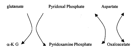 1150_glutamate.png