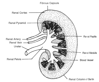 1153_kidney.png