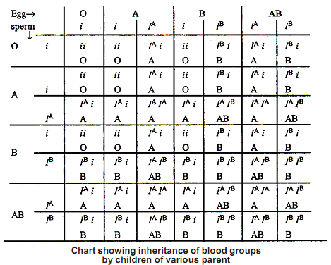 1158_multiple alleles.png