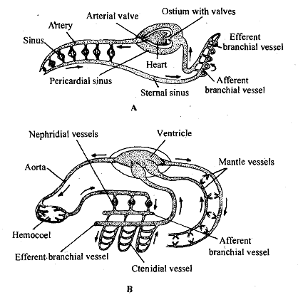 115_Open Type of Circulatory Systems.png