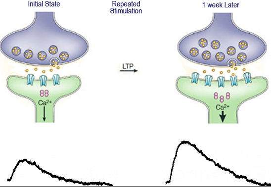 1165_Long-term potentiation.png