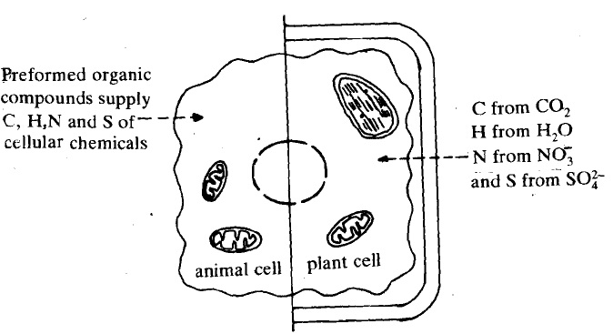 1182_procaryotic.jpg