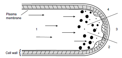 1184_Fungal wall structure and growth.png