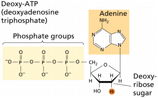 118_adenine.png