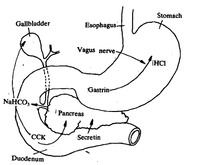 1197_Actions of Gastrointestinal hormones.png