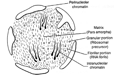 1198_Nucleolus.png