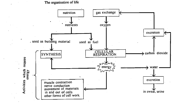 1200_Metabolism.png