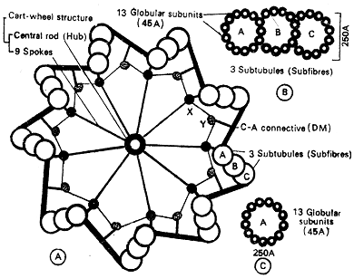 1208_centrioles.png