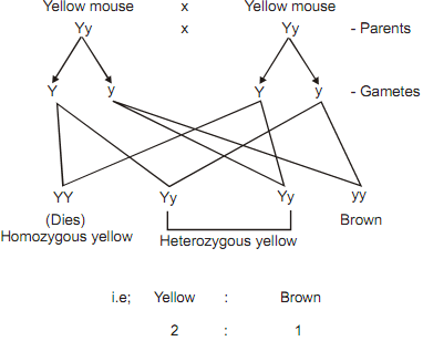 Lethal gene, LETHAL GENE (2:1 Instead of 1 : 2 : 1 or 3 : 1) (i) All ...