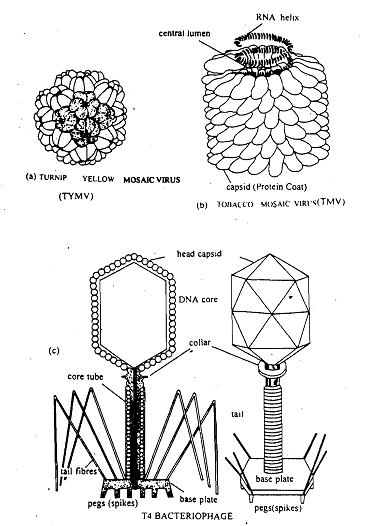 1215_Shapes of viruses.png