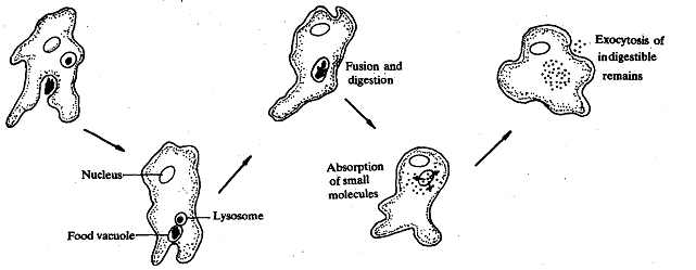 1216_Intracellular Digestion.png