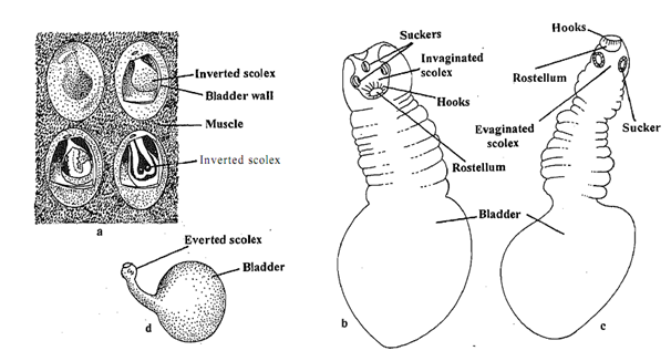 1218_Define Larval Stage of Taenia Cystcercus.png