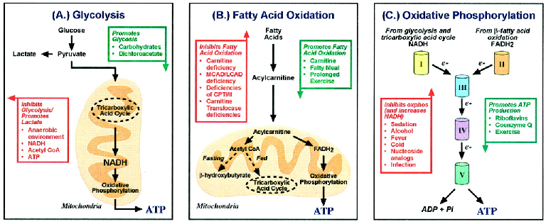 1230_Electron transport, oxidative phosphorylation, and b-oxidation of fatty acids.png