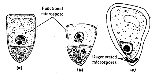 1231_Development of Pollen in Cyperaceae.png