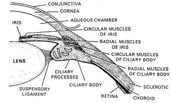 1261_choroid1.png