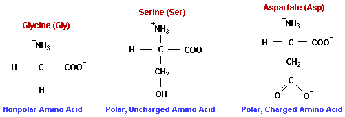 126_polar uncharged amino acid.png