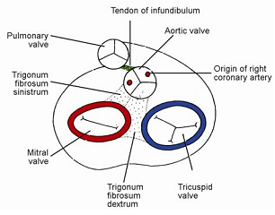 1272_Tricuspid Valve.png