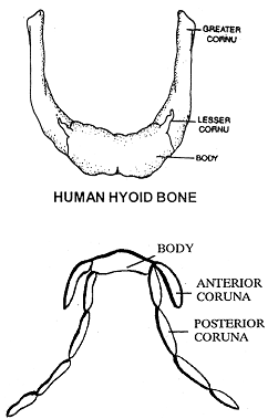 1272_hyoid bone.png