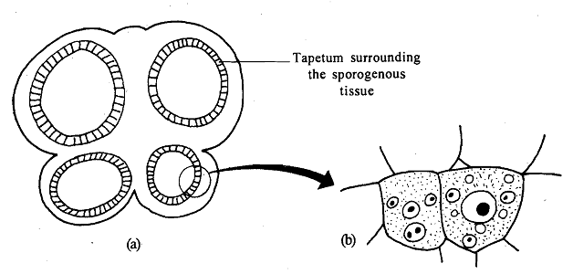 1278_Tapetum.png