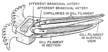 1280_respiration in fishes.png