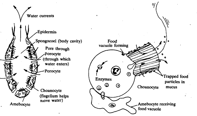 1282_Feeding on Small Particles.png