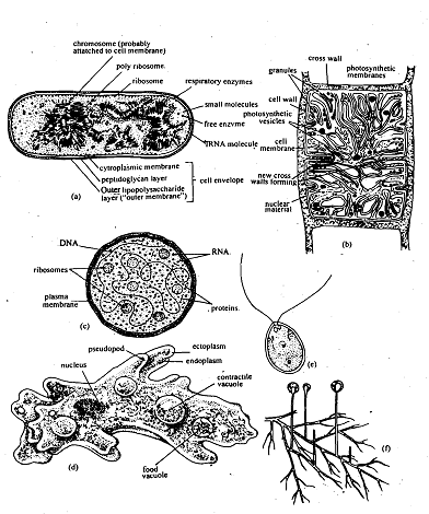 1295_Unified Cell Theory.png