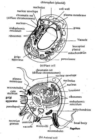 1299_Cell Theory.png