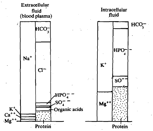 1300_Composition of Body Fluids.png