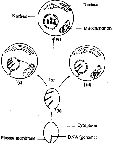 1301_cholloroplasts.jpg