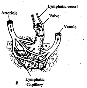 1321_Lymph Capillaries.png