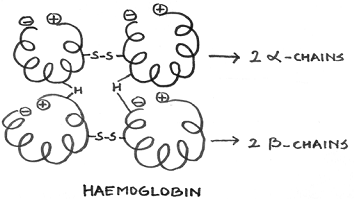 1328_quaternary structure.png