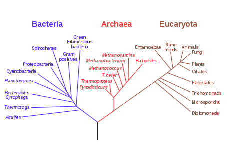 132_Inference of phylogeny from rRNA gene sequence.png