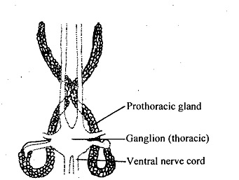 1336_Corpus Allatum and Prothoracic Gland.png