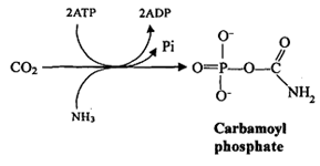 1339_carbamoyl phosphate.png