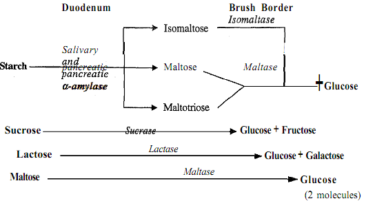 1342_Digestion of carbohydrates.png