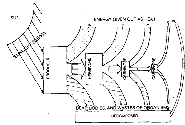 1349_Energy Flow in the Ecosystem.png