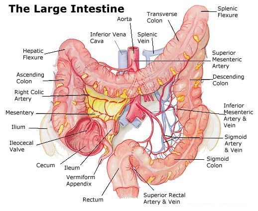 1368_large_intestine.jpg