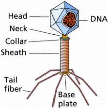 1369_bacteriophage.jpg