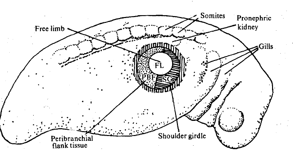 137_Limb Field.png