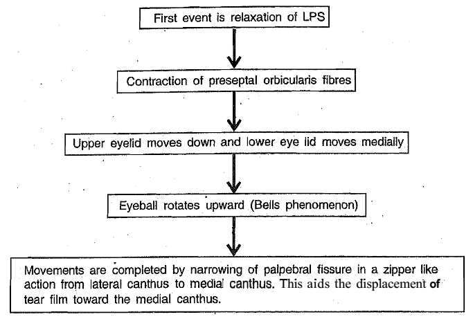 1389_Function of blinking movements in the eyelid.png