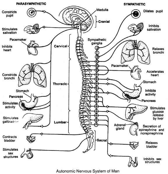 1389_autonomic nervous system.png