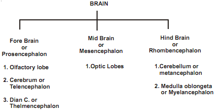 138_brain classification.png