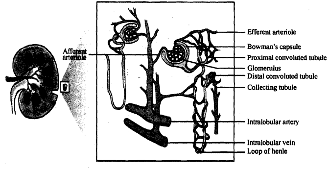 1402_Structure of Nephron.png