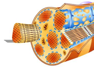 1407_Muscle tissue.png