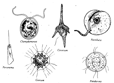 1407_Phyto flagellates.png