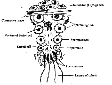 1425_Sertoli Cells.png