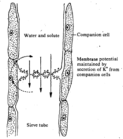 1433_Fensom and Spanner Electroosmotic Flow Hypothesis.png