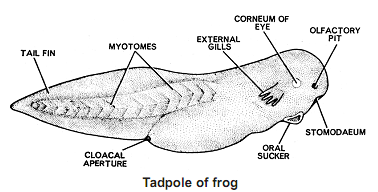 1437_tadpole of frog.png