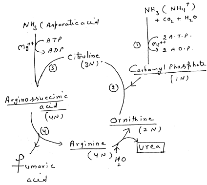 1438_formation of urea1.png